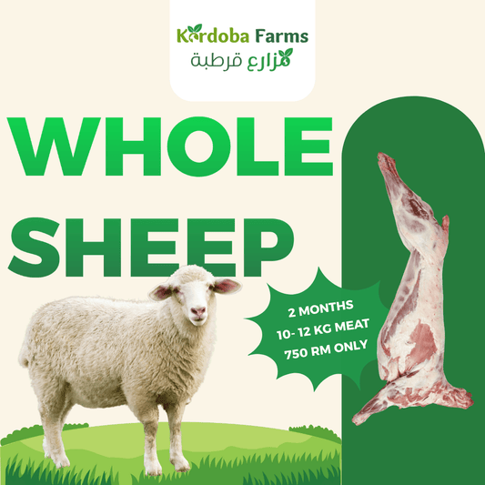 FRESH MEAT SHEEP - Kordoba Farms