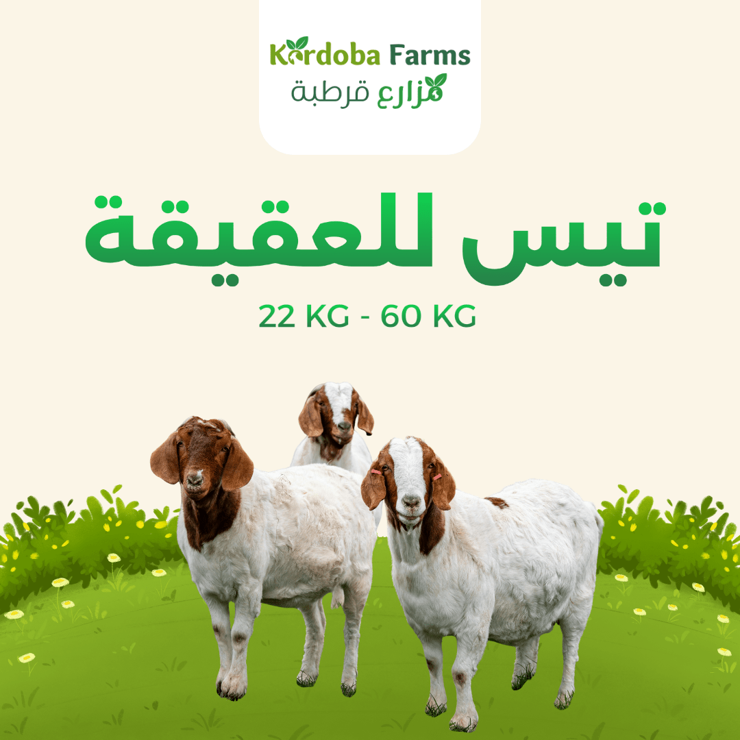 Goat For Aqiqah - Kordoba Farms