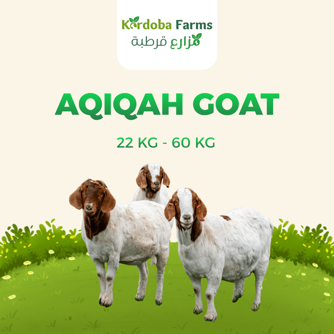 Goat For Aqiqah - Kordoba Farms