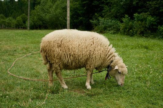 Seekor Kambing biri-biri