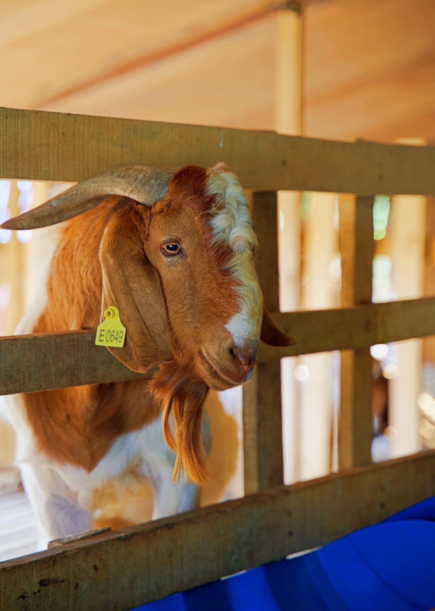 Seekor Kambing Penuh