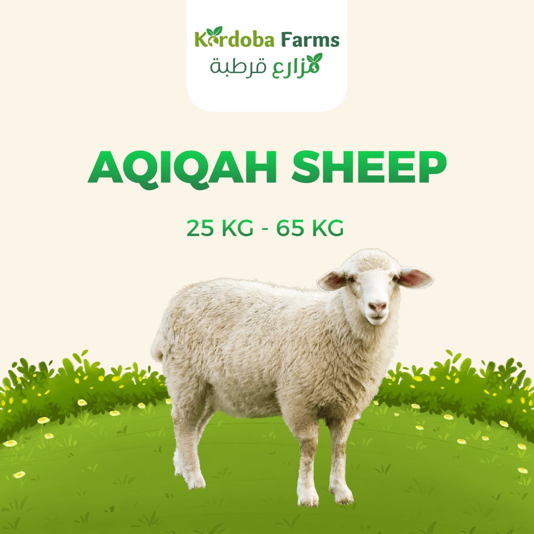 Sheep For Aqiqah - Kordoba Farms