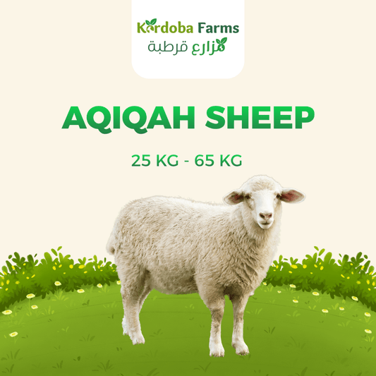 Sheep For Aqiqah - Kordoba Farms