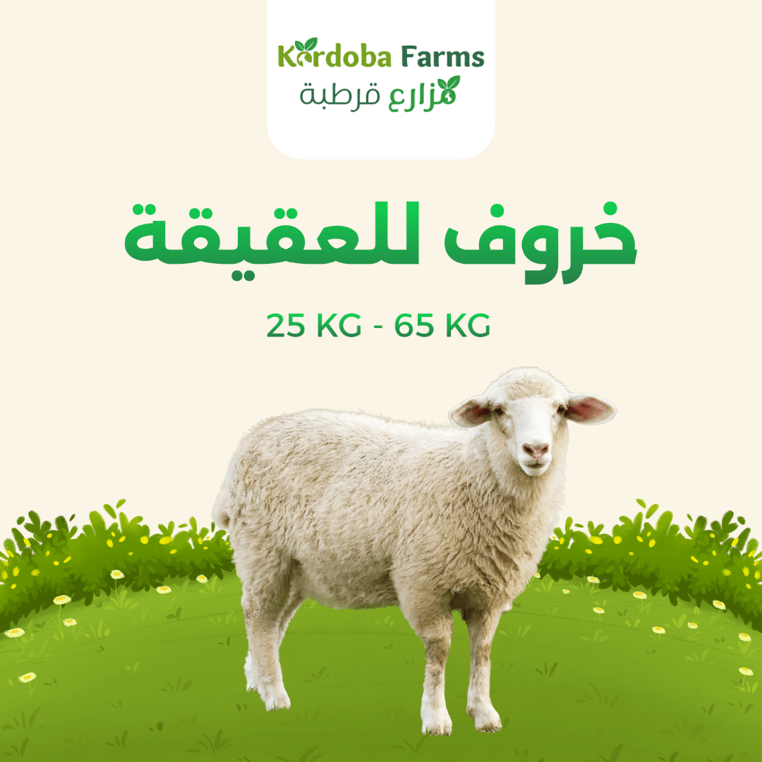 Sheep For Aqiqah - Kordoba Farms